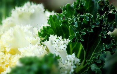 越吃越瘦的10种蔬菜，这些蔬菜吸脂减肥 抽脂减肥 第6张