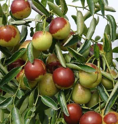 哪些水果可以科学快速减肥,水果减肥食谱让你瘦成一道光 快速减肥 第4张-瘦瘦减肥网 哪些水果可以科学快速减肥,水果减肥食谱让你瘦成一道光 快速减肥 第4张