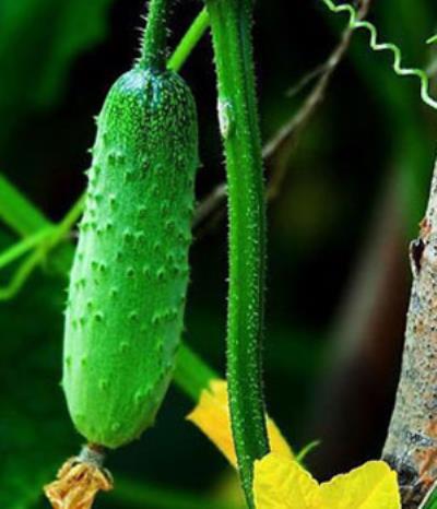 推荐可以瘦腿的食物,既可减肥又可美容养颜 瘦腿 第6张-瘦瘦减肥网 推荐可以瘦腿的食物,既可减肥又可美容养颜 瘦腿 第6张