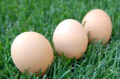 推荐可以瘦腿的食物,既可减肥又可美容养颜 瘦腿 第3张-瘦瘦减肥网 推荐可以瘦腿的食物,既可减肥又可美容养颜 瘦腿 第3张