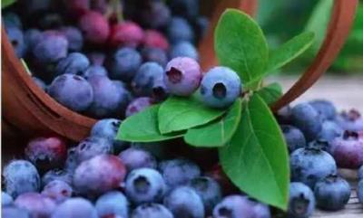 有利于减肥的水果,最刮油的水果竟是它 减肥 第12张-瘦瘦减肥网 有利于减肥的水果,最刮油的水果竟是它 减肥 第12张