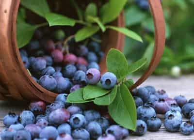 缤纷七日水果瘦身餐,每日一色瘦掉小肚腩 减肚子 第2张-瘦瘦减肥网 缤纷七日水果瘦身餐,每日一色瘦掉小肚腩 减肚子 第2张