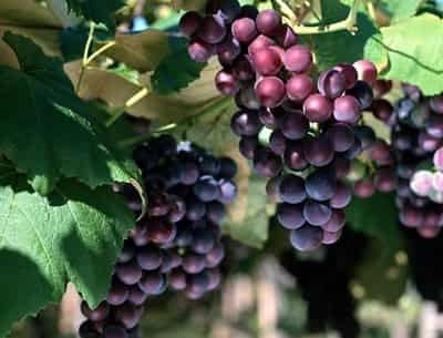 缤纷七日水果瘦身餐,每日一色瘦掉小肚腩 减肚子 第6张-瘦瘦减肥网 缤纷七日水果瘦身餐,每日一色瘦掉小肚腩 减肚子 第6张