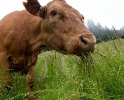 练腹肌应该吃什么,这九种食物可提高锻炼效果 饮食减肥 第7张-瘦瘦减肥网 练腹肌应该吃什么,这九种食物可提高锻炼效果 饮食减肥 第7张