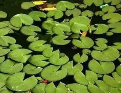 自制发汗减肥法，每天5分钟能瘦25斤以上 减肥方法 第3张