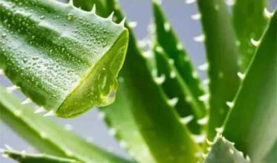 蜂蜜减肥一周食谱,助你轻松减肥 减肥食谱 第6张-瘦瘦减肥网 蜂蜜减肥一周食谱,助你轻松减肥 减肥食谱 第6张