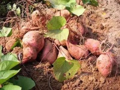 蜂蜜减肥一周食谱,助你轻松减肥 减肥食谱 第8张-瘦瘦减肥网 蜂蜜减肥一周食谱,助你轻松减肥 减肥食谱 第8张