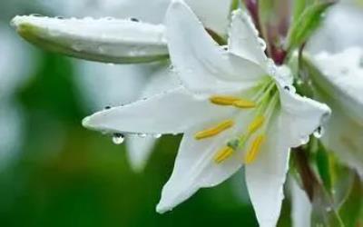 蜂蜜减肥一周食谱,助你轻松减肥 减肥食谱 第7张-瘦瘦减肥网 蜂蜜减肥一周食谱,助你轻松减肥 减肥食谱 第7张