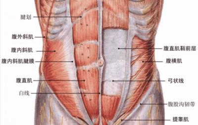六块腹肌和八块腹肌的区别,又该怎么判断呢 减肚子 第2张-瘦瘦减肥网 六块腹肌和八块腹肌的区别,又该怎么判断呢 减肚子 第2张