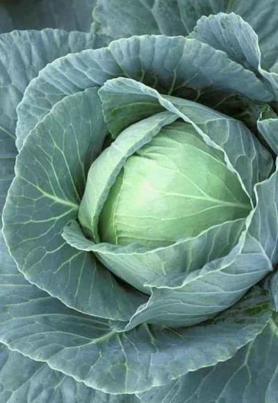 吃什么菜减肥最快最好,女人多吃这些菜能减肥哦 饮食减肥 第2张-瘦瘦减肥网 吃什么菜减肥最快最好,女人多吃这些菜能减肥哦 饮食减肥 第2张