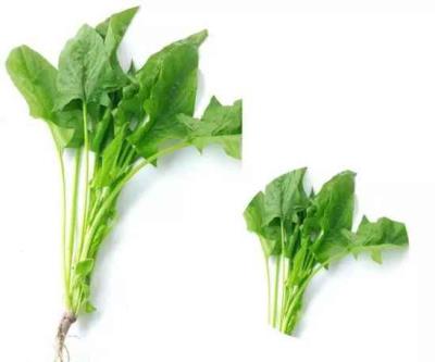 十种刮油食物越吃越瘦,你都吃过吗 饮食减肥 第9张-瘦瘦减肥网 十种刮油食物越吃越瘦,你都吃过吗 饮食减肥 第9张