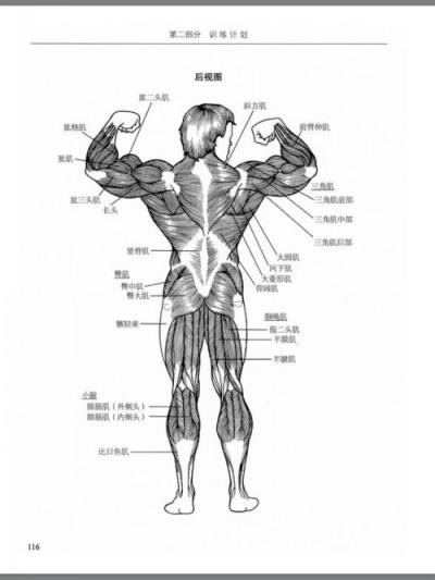 健身需要知道的事,一些专业术语你需知道 减肥 第4张-瘦瘦减肥网 健身需要知道的事,一些专业术语你需知道 减肥 第4张