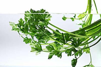 OL久坐导致下半身肥胖怎么办，8种食物快速减肥瘦大小腿 快速减肥 第3张