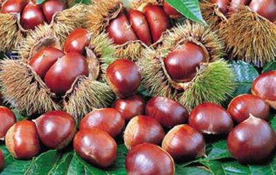 吃板栗会胖吗,减肥者需严格控制吃板栗的量 饮食减肥 第4张-瘦瘦减肥网 吃板栗会胖吗,减肥者需严格控制吃板栗的量 饮食减肥 第4张