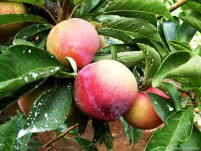 懒人快速李子减肥法,月瘦十斤不在是梦 懒人减肥 第3张-瘦瘦减肥网 懒人快速李子减肥法,月瘦十斤不在是梦 懒人减肥 第3张