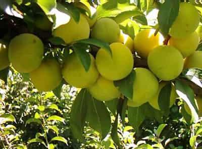 懒人快速李子减肥法,月瘦十斤不在是梦 懒人减肥 第1张-瘦瘦减肥网 懒人快速李子减肥法,月瘦十斤不在是梦 懒人减肥 第1张