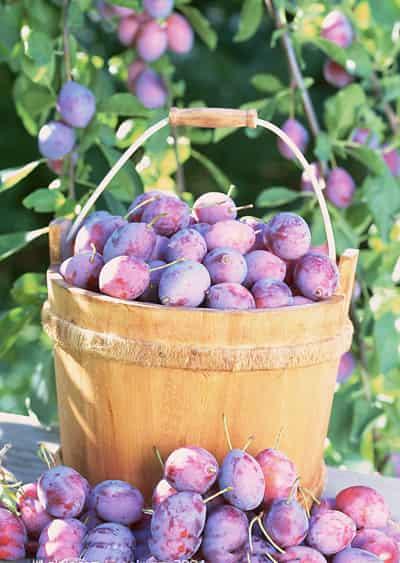 懒人快速李子减肥法,月瘦十斤不在是梦 懒人减肥 第4张-瘦瘦减肥网 懒人快速李子减肥法,月瘦十斤不在是梦 懒人减肥 第4张