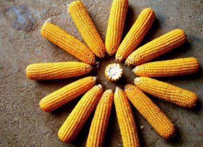 玉米减肥食谱,玉米这样吃轻松瘦肚子 减肥食谱 第6张-瘦瘦减肥网 玉米减肥食谱,玉米这样吃轻松瘦肚子 减肥食谱 第6张