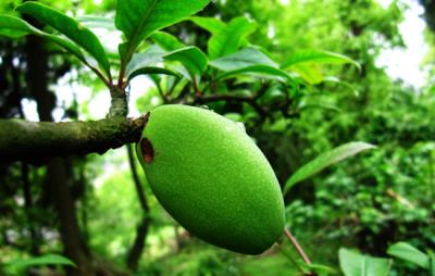 木瓜怎么吃丰胸最快,让您快速升cup 丰胸 第4张-瘦瘦减肥网 木瓜怎么吃丰胸最快,让您快速升cup 丰胸 第4张