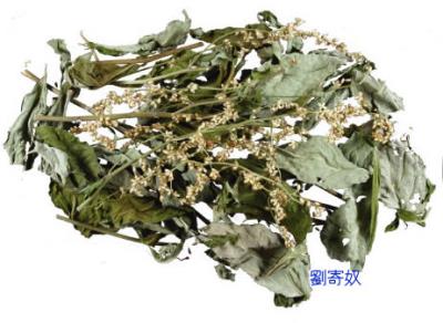 中药刘寄奴的功效可以减肥吗,泡茶喝能有效消食减肥 减肥饮品 第2张-瘦瘦减肥网 中药刘寄奴的功效可以减肥吗,泡茶喝能有效消食减肥 减肥饮品 第2张