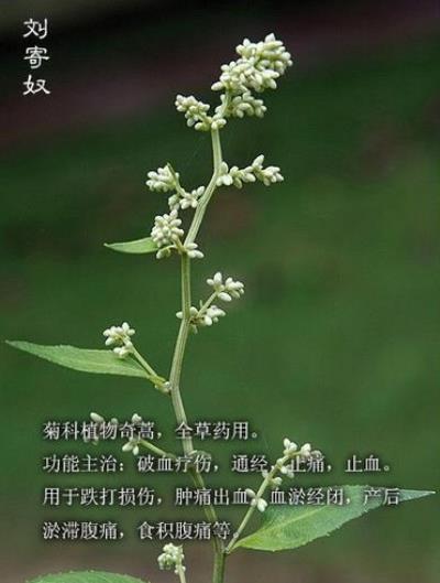 中药刘寄奴的功效可以减肥吗,泡茶喝能有效消食减肥 减肥饮品 第1张-瘦瘦减肥网 中药刘寄奴的功效可以减肥吗,泡茶喝能有效消食减肥 减肥饮品 第1张