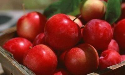 秋季应该吃什么水果好，养生减肥两不误 饮食减肥 第7张