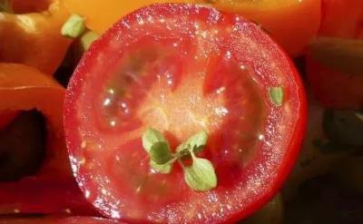 吃西红柿能减肥吗,一周减肥食谱推荐给你 减肥食谱 第7张-瘦瘦减肥网 吃西红柿能减肥吗,一周减肥食谱推荐给你 减肥食谱 第7张