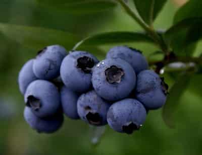 春季一周水果减肥食谱,营养美味健康又甩脂 减肥食谱 第2张-瘦瘦减肥网 春季一周水果减肥食谱,营养美味健康又甩脂 减肥食谱 第2张