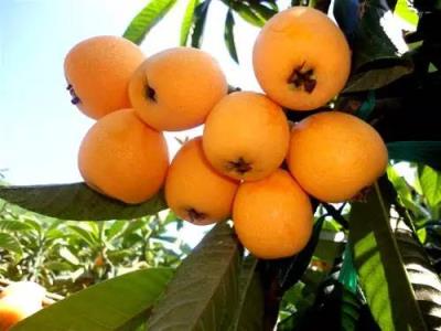 美容减肥的水果，多吃这些水果越吃越瘦 饮食减肥 第10张