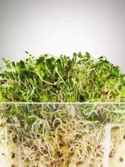 绿豆芽怎么吃减肥,它的减肥原理是什么 饮食减肥 第3张-瘦瘦减肥网 绿豆芽怎么吃减肥,它的减肥原理是什么 饮食减肥 第3张