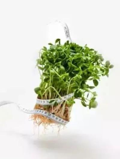 绿豆芽怎么吃减肥,它的减肥原理是什么 饮食减肥 第1张-瘦瘦减肥网 绿豆芽怎么吃减肥,它的减肥原理是什么 饮食减肥 第1张