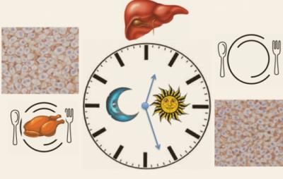 新陈代谢什么时候最快,掌握新陈代谢规律燃脂更快速 减肥 第1张-瘦瘦减肥网 新陈代谢什么时候最快,掌握新陈代谢规律燃脂更快速 减肥 第1张