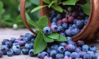 吃什么食物越吃越瘦 饮食减肥 第27张-瘦瘦减肥网 吃什么食物越吃越瘦 饮食减肥 第27张