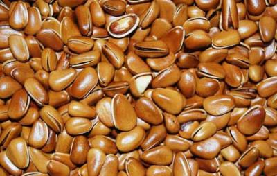 吃松子会发胖吗，松子怎么吃避免长胖 饮食减肥 第2张