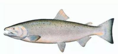 吃什么食物越吃越瘦 饮食减肥 第18张-瘦瘦减肥网 吃什么食物越吃越瘦 饮食减肥 第18张