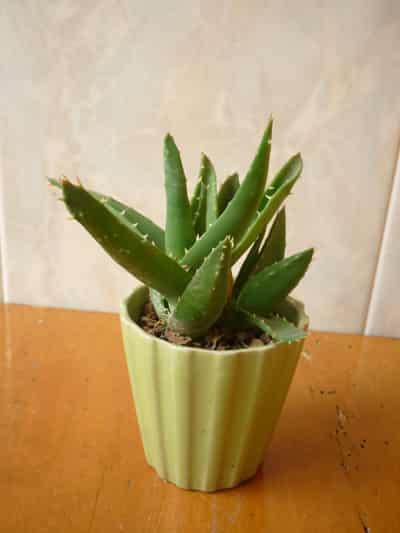 夏季减肥吃什么最好,美容又减肥的神奇芦荟 饮食减肥 第7张-瘦瘦减肥网 夏季减肥吃什么最好,美容又减肥的神奇芦荟 饮食减肥 第7张