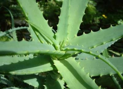 夏季减肥吃什么最好,美容又减肥的神奇芦荟 饮食减肥 第6张-瘦瘦减肥网 夏季减肥吃什么最好,美容又减肥的神奇芦荟 饮食减肥 第6张
