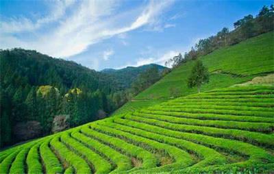 吃什么瘦肚子和腰上赘肉,13种食物让你瘦成小蛮腰 减肚子 第5张-瘦瘦减肥网 吃什么瘦肚子和腰上赘肉,13种食物让你瘦成小蛮腰 减肚子 第5张