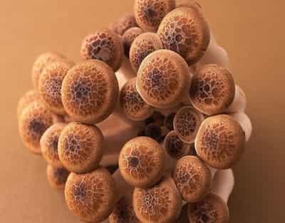 夏季快速有效减肥妙招,推荐超棒四种食物瘦腹法 减肚子 第2张-瘦瘦减肥网 夏季快速有效减肥妙招,推荐超棒四种食物瘦腹法 减肚子 第2张