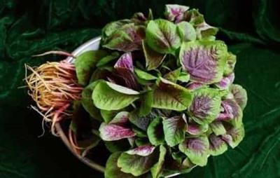 吃苋菜可以减肥吗,夏季别错过4款苋菜减肥食谱 减肥食谱 第1张-瘦瘦减肥网 吃苋菜可以减肥吗,夏季别错过4款苋菜减肥食谱 减肥食谱 第1张