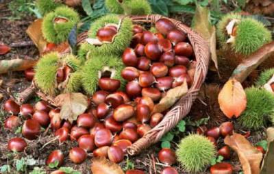 减肥可以吃板栗吗，秋冬想减肥最好少吃板栗 饮食减肥 第6张