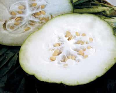 冬瓜利尿消脂很神奇，春季冬瓜高效减肥法 减肥方法 第1张