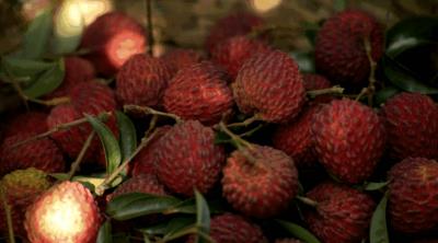 高热量水果有哪些,这些高热量水果比吃肉还容易胖 饮食减肥 第4张-瘦瘦减肥网 高热量水果有哪些,这些高热量水果比吃肉还容易胖 饮食减肥 第4张