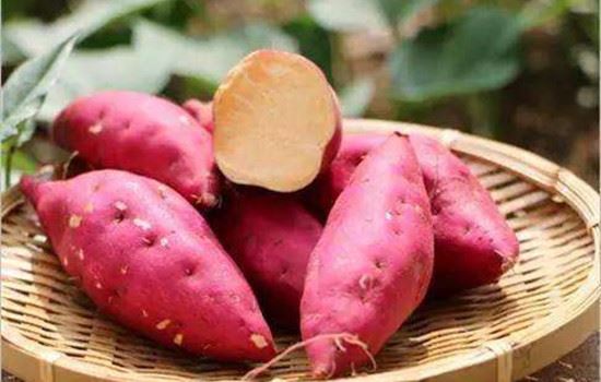 红薯能减肥吗,红薯怎么吃减肥 饮食减肥 第4张-瘦瘦减肥网 红薯能减肥吗,红薯怎么吃减肥 饮食减肥 第4张