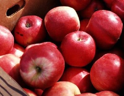 最有效的懒人减肥法,推荐春季水果酸奶减肥法 懒人减肥 第5张-瘦瘦减肥网 最有效的懒人减肥法,推荐春季水果酸奶减肥法 懒人减肥 第5张