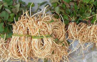 鱼腥草泡水喝能减肥吗,鱼腥草适合水肿型肥胖 关于肥胖 第5张-瘦瘦减肥网 鱼腥草泡水喝能减肥吗,鱼腥草适合水肿型肥胖 关于肥胖 第5张