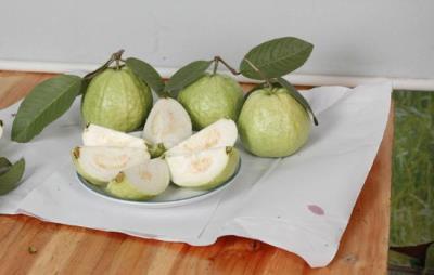 吃番石榴能减肥吗,夏季推荐番石榴减肥法 饮食减肥 第2张-瘦瘦减肥网 吃番石榴能减肥吗,夏季推荐番石榴减肥法 饮食减肥 第2张