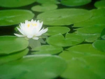 如何自制山楂荷叶减肥茶,养颜减肥轻松搞定 减肥饮品 第1张-瘦瘦减肥网 如何自制山楂荷叶减肥茶,养颜减肥轻松搞定 减肥饮品 第1张