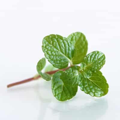 秋季最有效的薄荷减肥食谱,健康排毒瘦的快 减肥食谱 第1张-瘦瘦减肥网 秋季最有效的薄荷减肥食谱,健康排毒瘦的快 减肥食谱 第1张