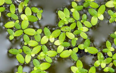自制发汗排毒减肥法,教你挥汗排毒甩脂肪 减肥方法 第1张-瘦瘦减肥网 自制发汗排毒减肥法,教你挥汗排毒甩脂肪 减肥方法 第1张